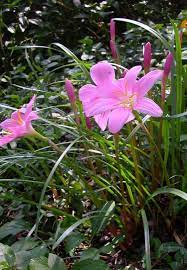 Zephyranthes Minuta Rain Lily Plants Flowers