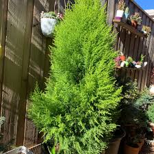 Monterey cypress 'wilma', lemon cypress 'wilma', cupressus macrocarpa 'goldcrest wilma' genus. Cupressus Macrocarpa Wilma Syn Cupressus Macrocarpa Goldcrest Wilma Monterey Cypress Wilma Uploaded By Ashvar