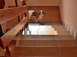 I think the security of having the leash on, helped him a little and he would walk down a bit better. 5 Stair Safety Tips For Dogs Petmd