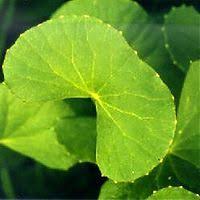 Centella Asiatica Extract Plants Superficial Burn Professional Skin Care Products