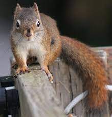 Pin On Squirrel