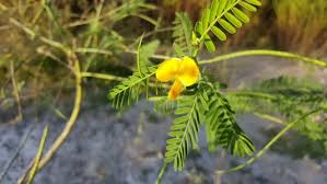 Image result for Sesbania