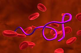 Der Zeckenbiss Fakten Borreliose Symptome Erkennen