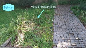 Ivy creeps into neighbouring gardens, your home, your roof and blocks guttering. Outdoors Does It Look Better Yet