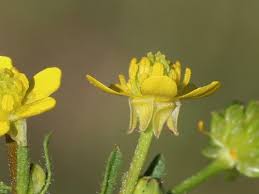 Image result for Ranunculus oreophytus