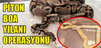 Görevliler tarafından bakımları hassas şekilde yapılan yılanların, deri değiştirme dönemleri de yakından takip ediliyor. Piton Boa Yilani Operasyonu Yeni Gunde Haber Guncel Son Dakika Haberler