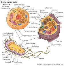 Cell Definition Types Functions Plant And Animal Cells Animal Cell Plant Cell