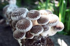 Image result for Lentinus edodes