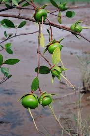 Image result for Sonneratiaceae