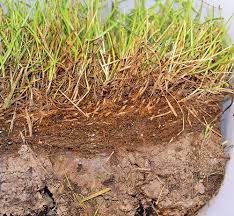 Dethatching causes a lot of damage to your grass and should be done at a time when the grass is growing so it can fix the damage before the next dormant period. All About Thatch Lawn Care Simplified A Safe And Natural Approach