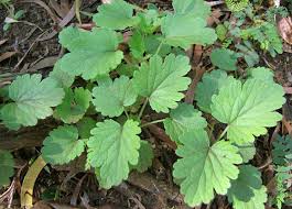 Image result for Leonurus japonicus