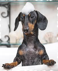 We ensure your peace of mind when leaving your pet with us. Dog Boarding Daycare Bloomfield Birmingham Detroit Mi