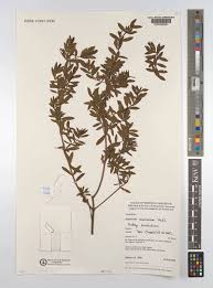 Image result for Hypericum revolutum