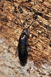 The newly springtails can best be controlled through modifying growing practices. Springtail Wikipedia
