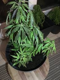 Resolu Sur Arrosage Climat Cannaweed