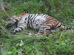 Trampled Tiger : Death in an Elephant ...