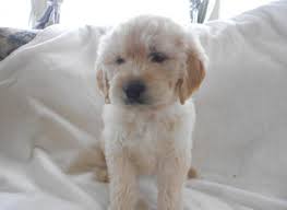 4 days ago in mira loma, ca. Goldendoodle For Sale California Page 8