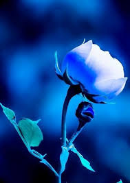 Maybe you would like to learn more about one of these? 71 Idee Su Fiori Fiori Bellissimi Fiori Sfondi Floreali