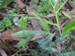 Image result for Acacia kamerunensis