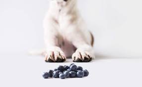 Just so you know, the health benefits of cherries may not apply to cats. Dogs And Blueberries The Good Bad And The Berry Darwin S Natural Pet Products Darwin S Pet Food