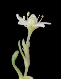 Image result for Crassula vaginata