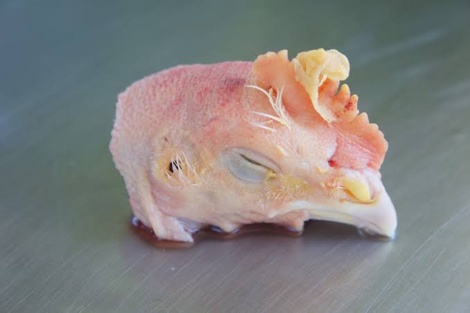 Image result for chicken head"