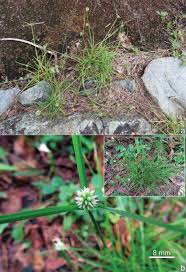 Image result for Cyperus dubius
