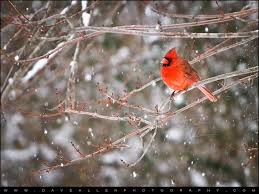 37 Winter Cardinals Desktop Wallpaper On Wallpapersafari Download cardinal images and photos. 37 winter cardinals desktop wallpaper