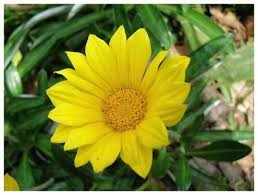 Shop with afterpay on eligible items. Gazania Sunburst Yellow Flat Plantclearance Com