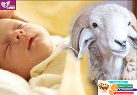 Apakah binatang yang afdhal untuk buat aqiqah bagi anak lelaki dan perempuan. Syarat Kambing Aqiqah Anak Laki Laki Dan Anak Perempuan