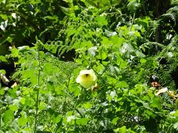 Image result for Hibiscus ludwigii
