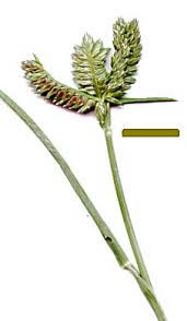 Image result for Tristachya