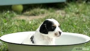 Before giving your puppy his first bath, play with him in the bath or sink a few times without any water. 3 Ways To Bathe Your Puppy Wikihow Pet