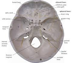 Skull Interior Skull Anatomy Axial Skeleton Skull