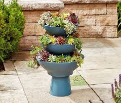 Image result for Sedum