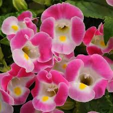 Image result for Torenia
