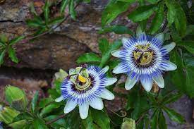 Ancient Passion Flower Benefits Healthy Hildegard