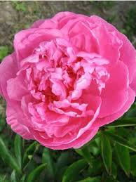 On trace alors le graphique de la température de l'eau en fonction du temps écoulé : Pivoine De Chine Alexander Fleming Paeonia Lactiflora Le Jardin Du Pic Vert