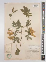 Image result for Abrus melanospermus