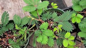 Minor cuts minor burns scrapes insect bites minor skin. Watkins Garden Center Home Facebook