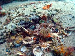 Octopus Garden Octopus Facts Octopus Fun Facts