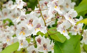 Trompetenbaum Der Perfekte Grune Sonnenschirm Baume Pflanzen Blumenbaum Lebende Pflanzen