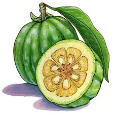 Extracts from garcinia cambogia and compounds from the fruit are best known for potentially lowering body weight, reducing appetite, and preventing obesity [4. Garcinia Gummi Gutta Memorial Sloan Kettering Cancer Center