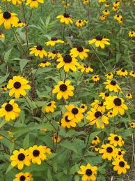 Image result for Pleiotaxis pulcherrima