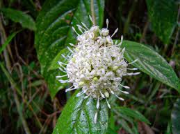 Image result for Rutidea orientalis