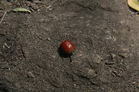 Image result for Xanthocercis