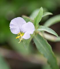 Image result for Commelina nyasensis