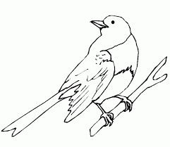 Botgrosul sau cireșarul ( coccothraustes coccothraustes) este o pasăre denumită după ciocul ei puternic cu care poate sparge ușor sâmburii de cireșe, vișine etc. De RezervÄƒ Temperatura SarguinÈ›Äƒ Pasari Deseneta In Creion Justan Net