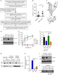 The Severity Of Hereditary Porphyria Is Modulated By The