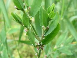 Image result for Polygonum aviculare
